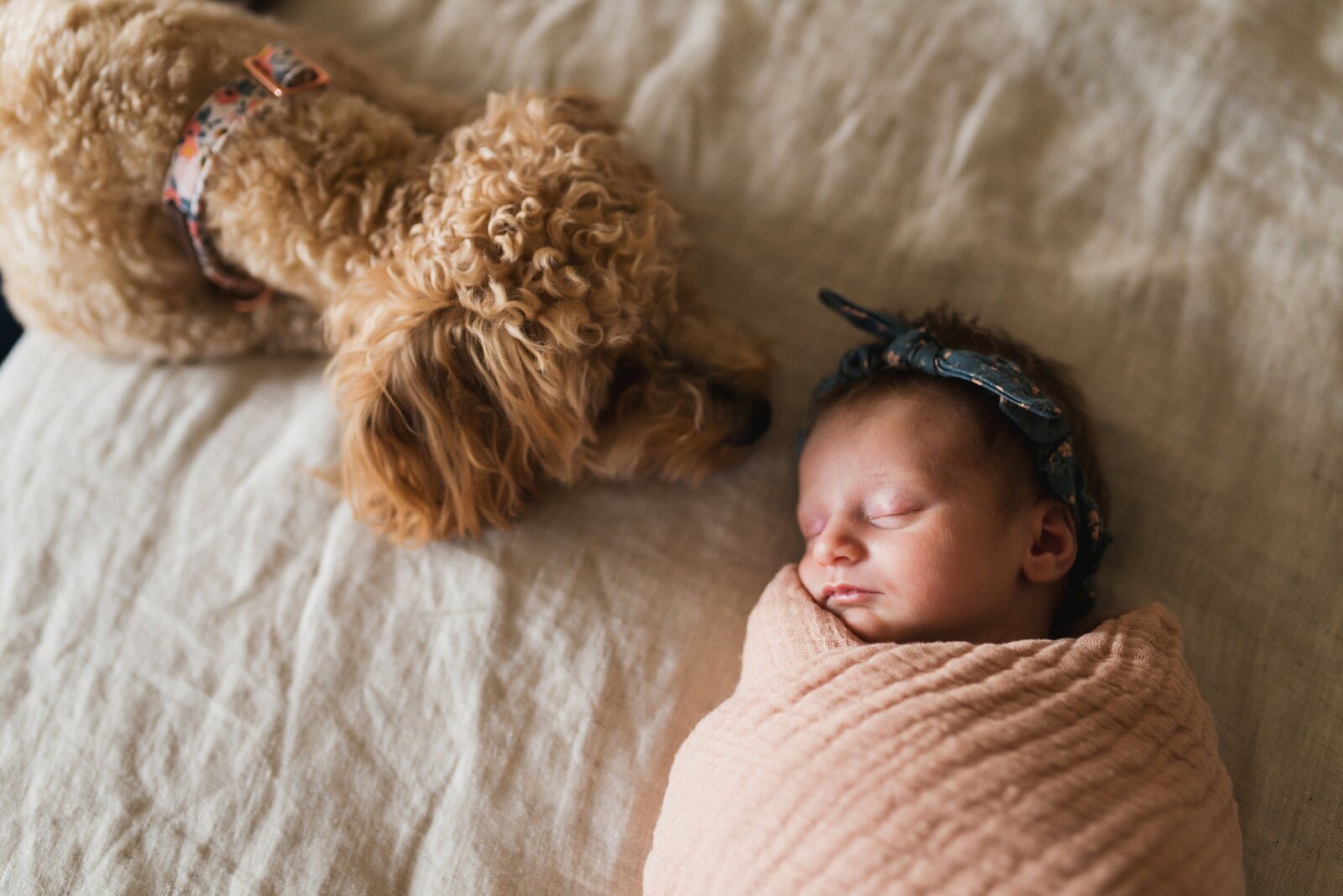 Newborn Baby with goldendoodle