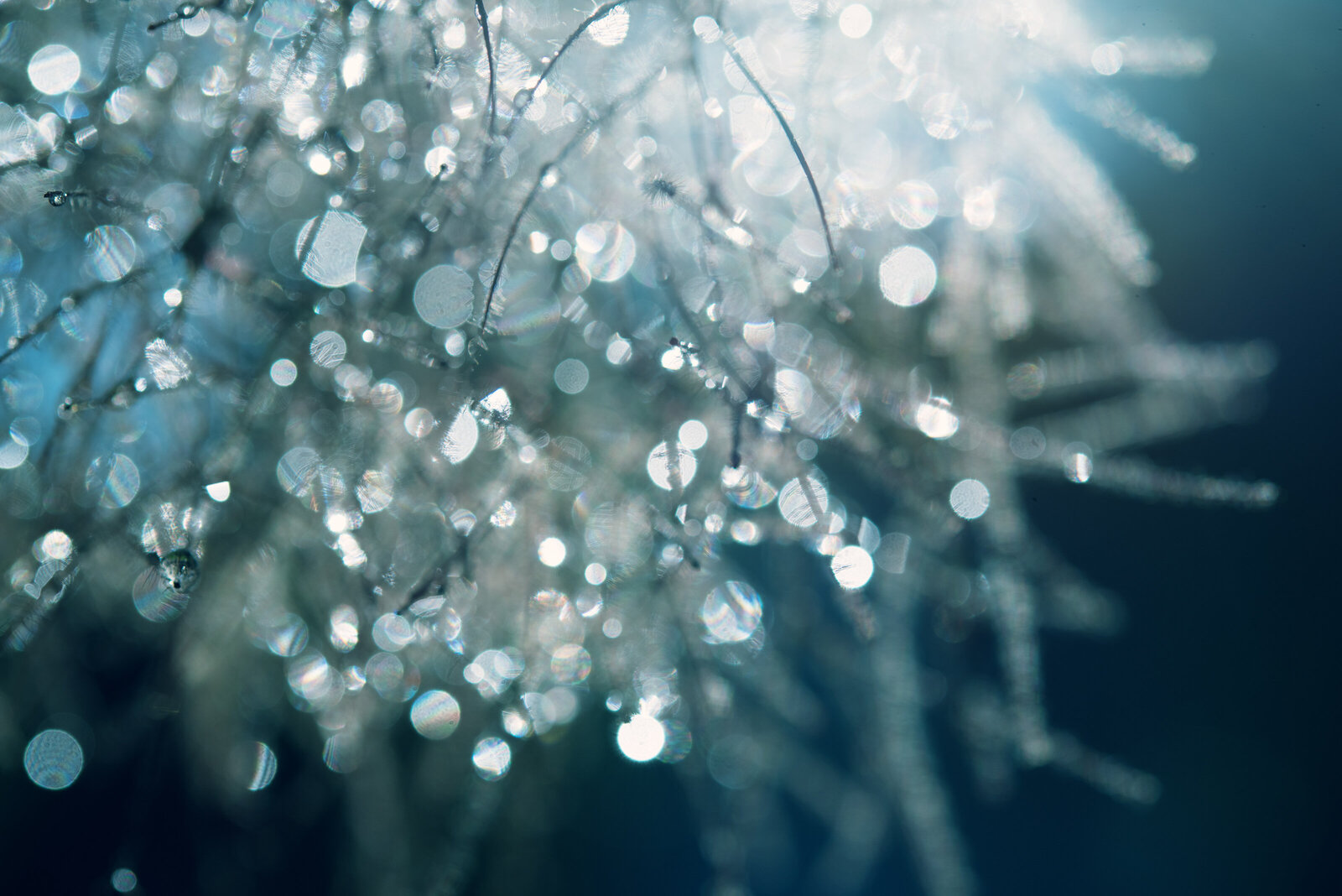liz allen photography water droplets on branches-3