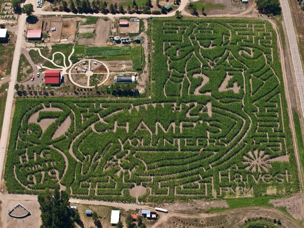 Fort Collins Colorado Corn Maze