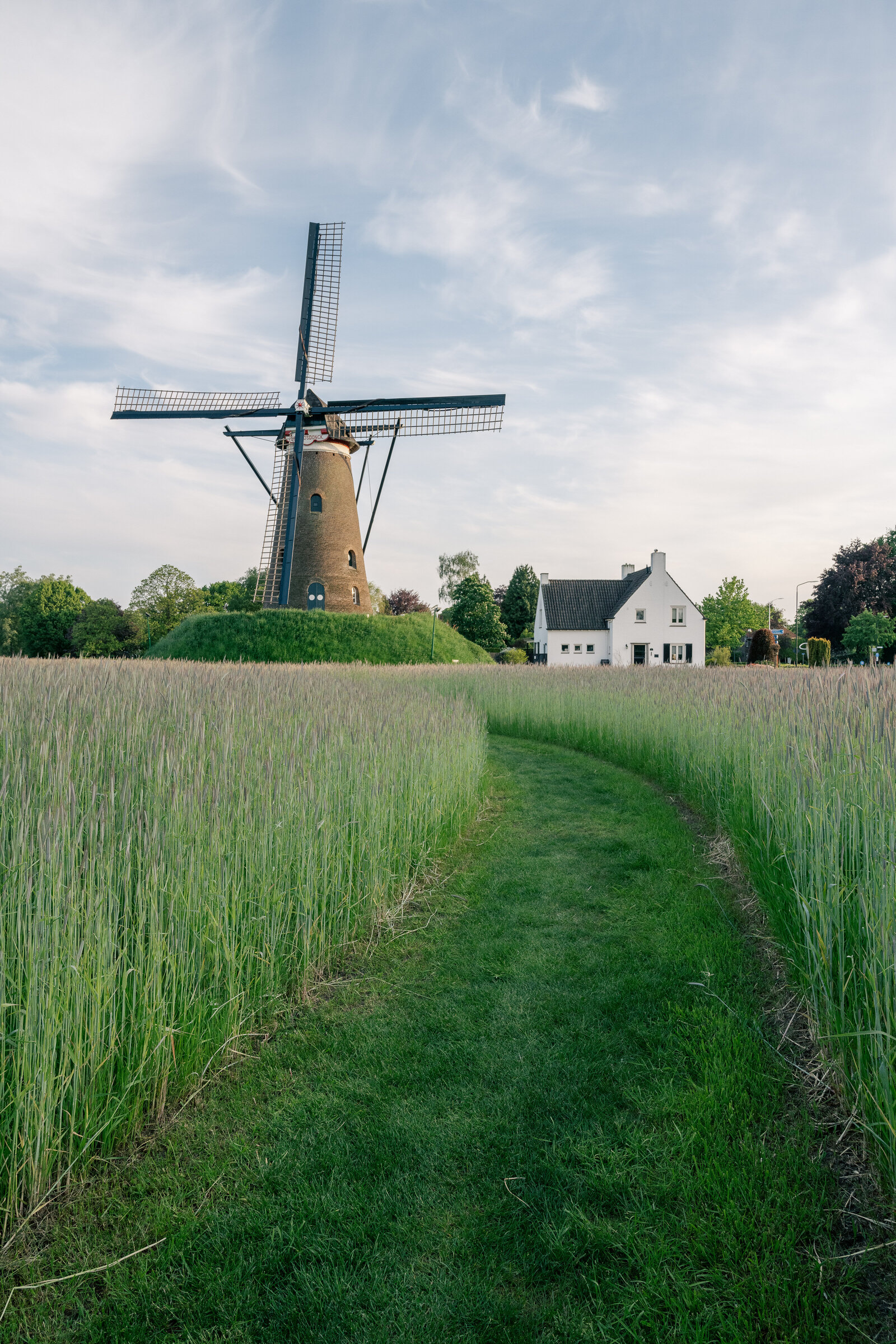 The rye is growing and green around the famous Roosdonck windmill by Nuenen