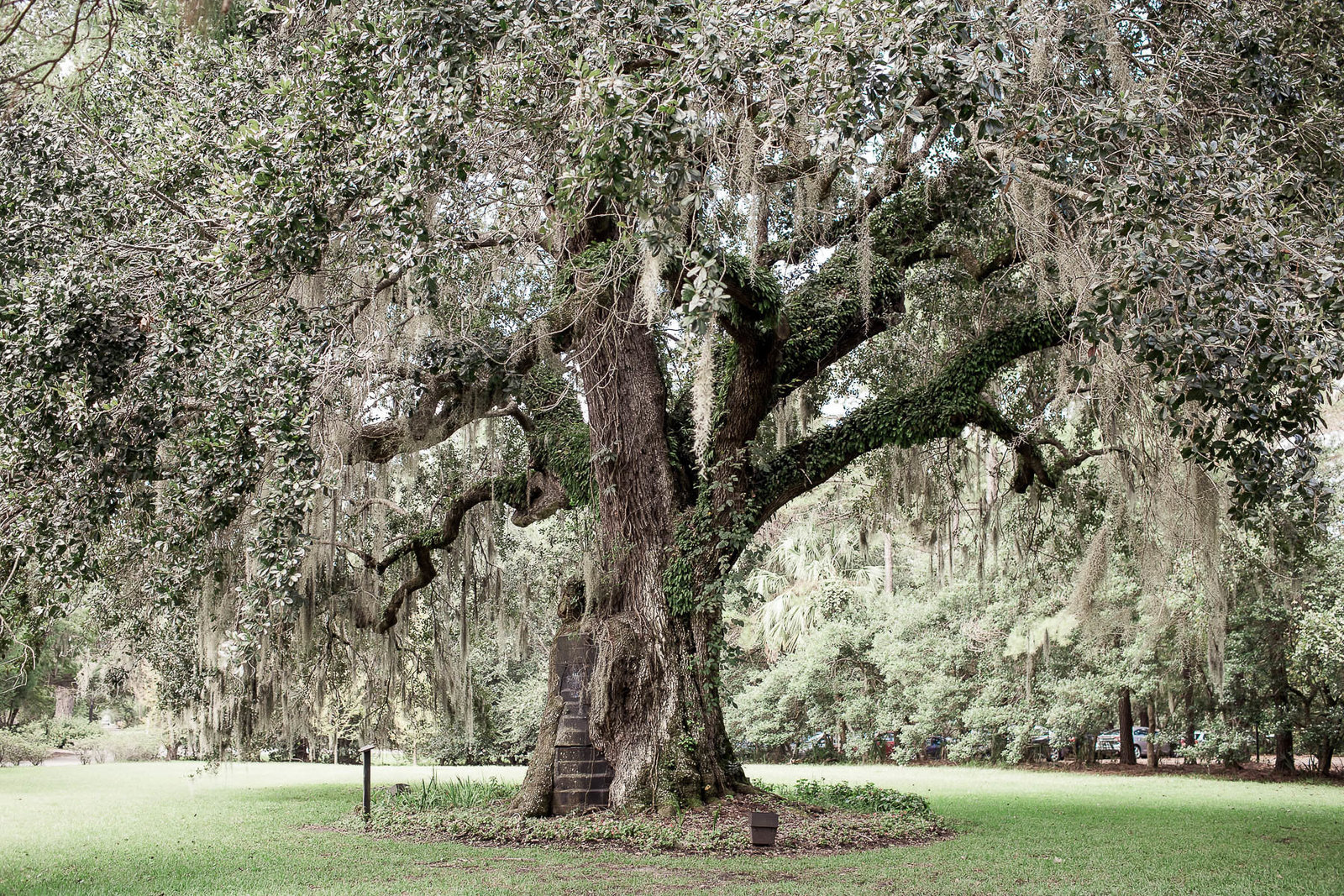 oak tree and spanish moss, Magnolia Plantation, Charleston, SC