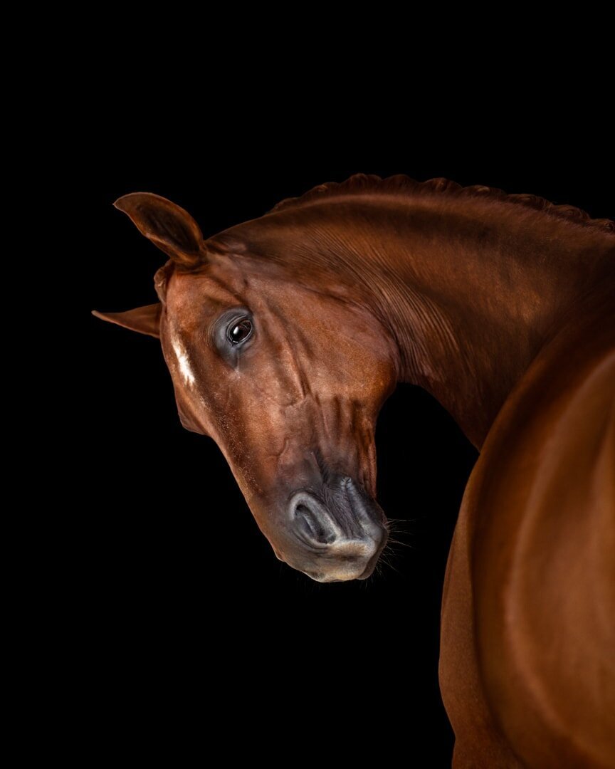 (30). Hawkesbury Horse Photoshoot on Black Background Half Steps Photography