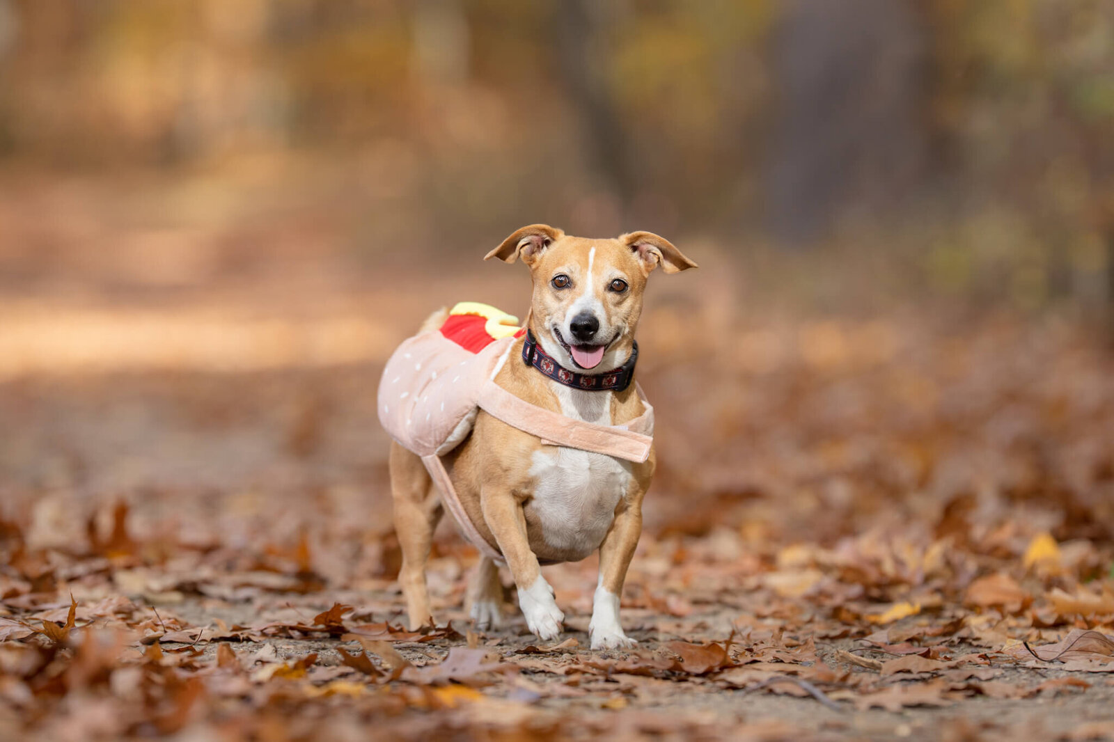 Smiling Tan and white mixed breed rescue pup wearing hotdog costume in Boston area forest