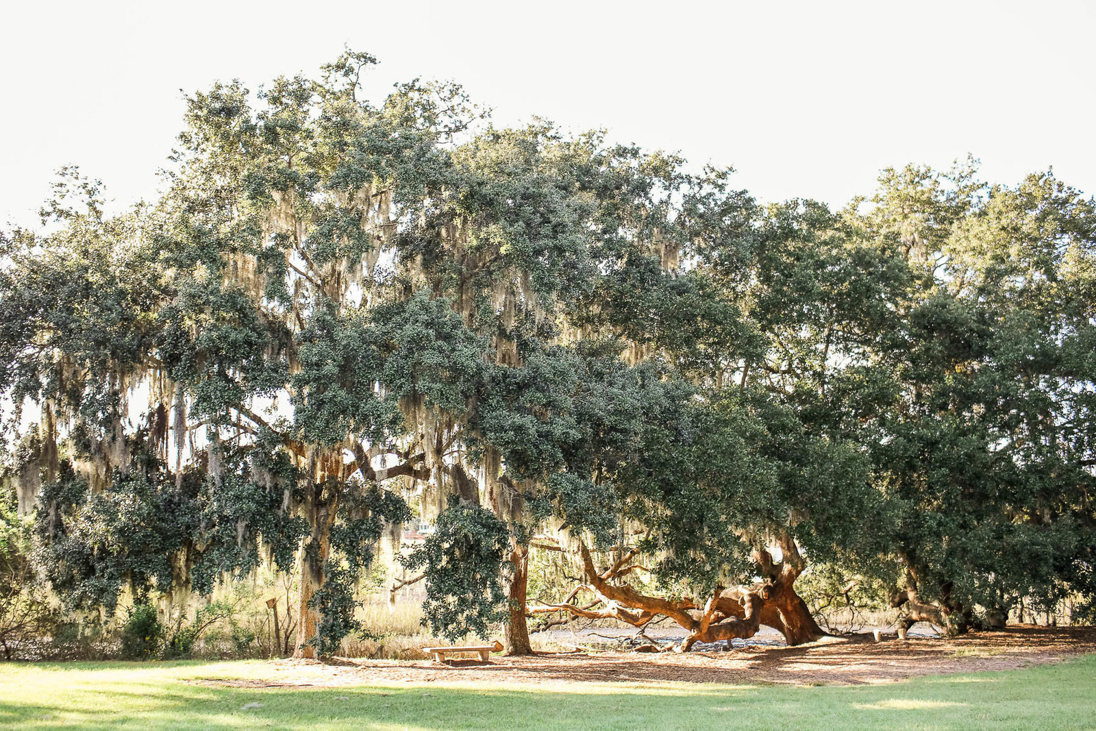 Sun shines through oak covered in spanish moss, Boone Hall Plantation, Charleston, South Carolina