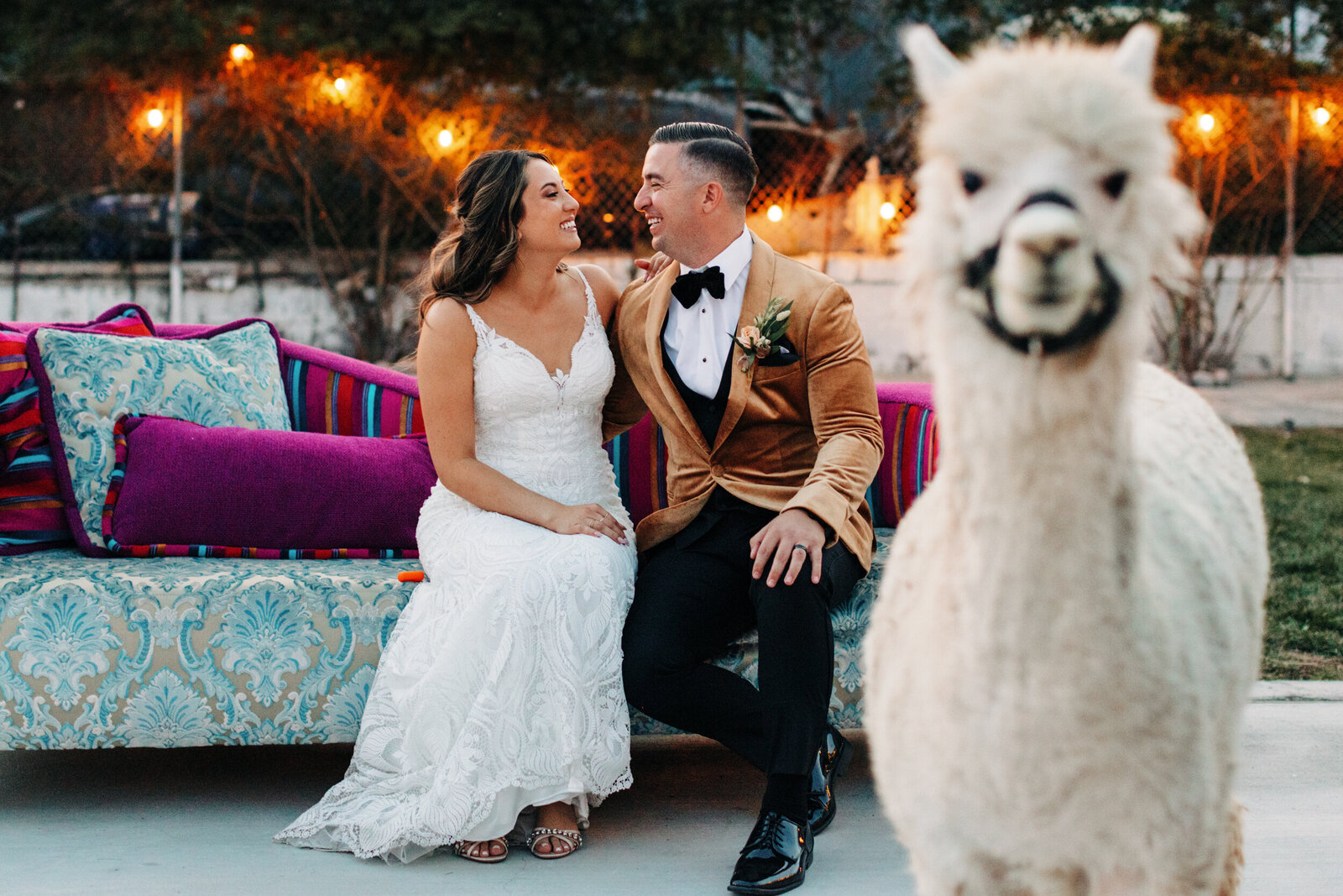 wedding alpaca