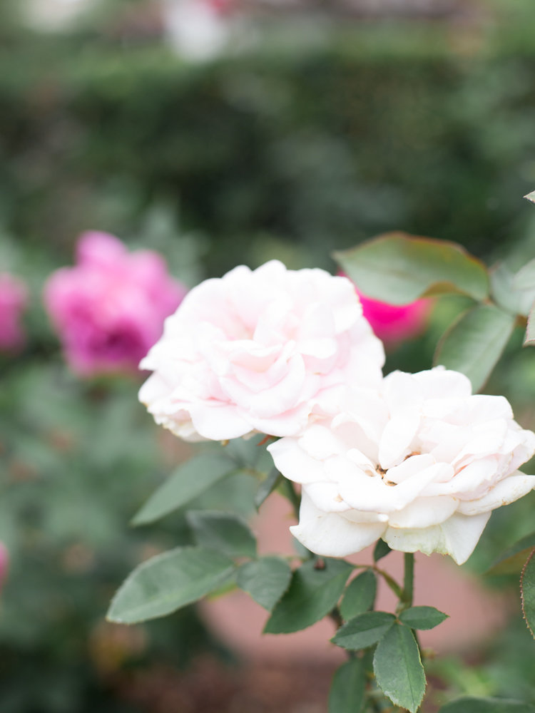 dallas_arboretum_wedding_film_photographer_ar (33 of 122)