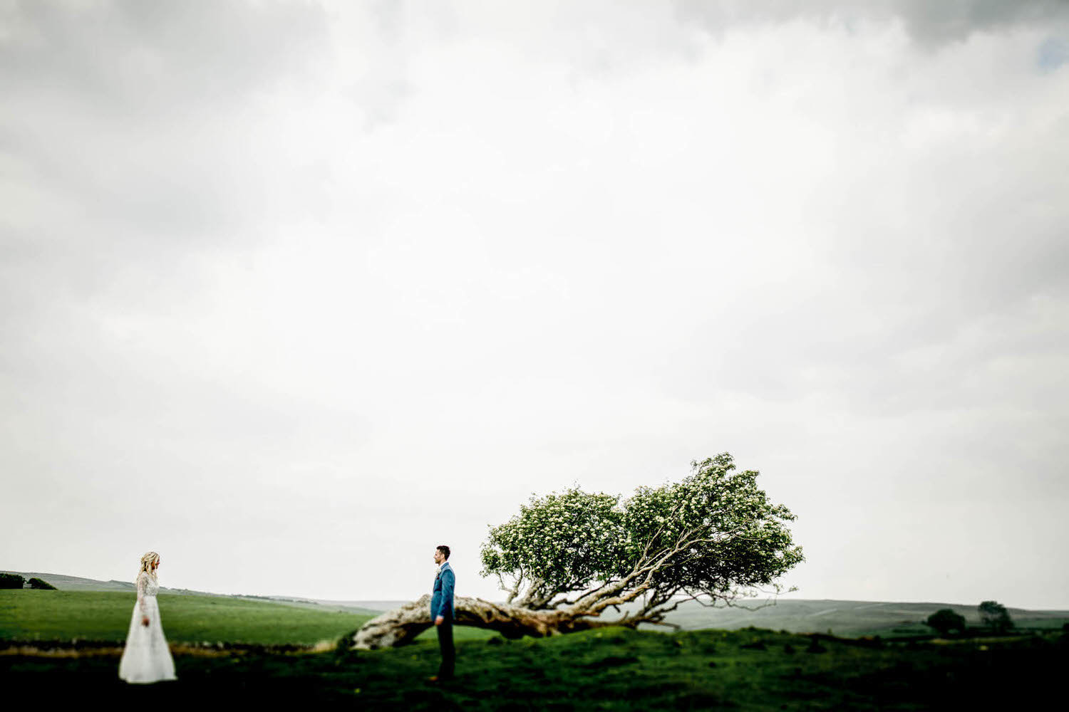 wedding couple have photograph infront of windswept tree