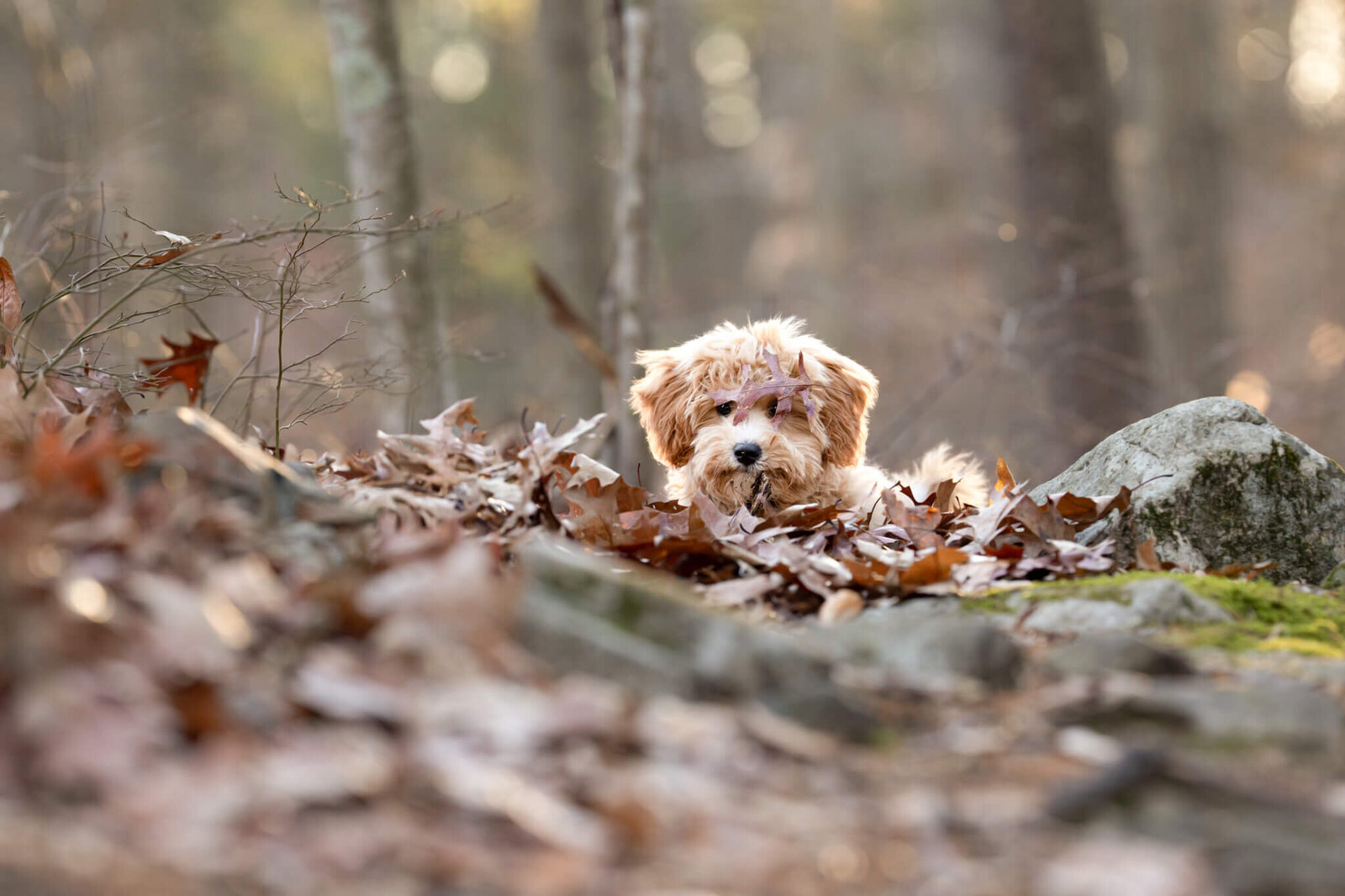 Golden Doodle puppy laying in the leaves