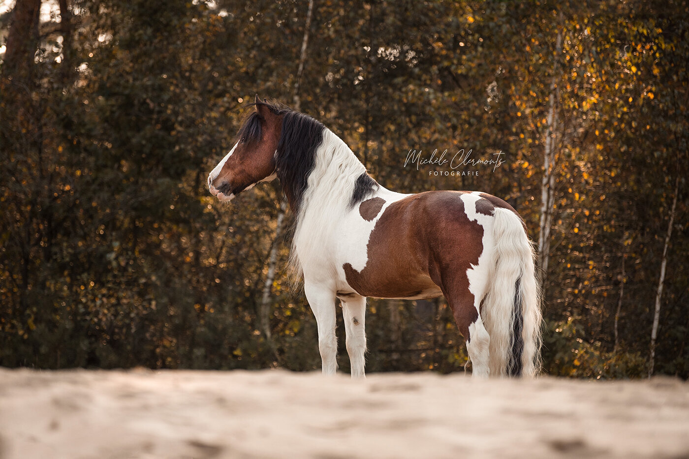 DSC_9632-1-paardenfotografie-michèle clermonts fotografie-low