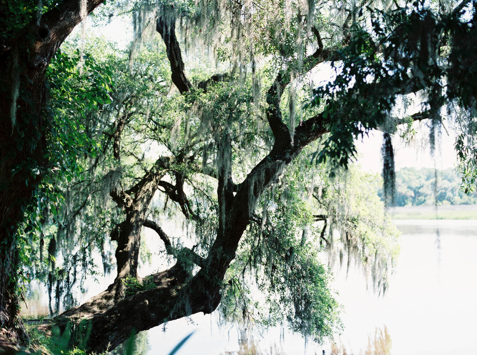 oak tree and spanish moss by the water, Magnolia Plantation, Charleston Wedding Photography.
