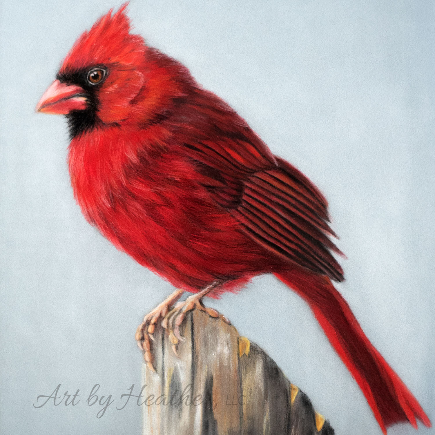 Pastel portrait of a red cardinal with a light blue-gray background.
