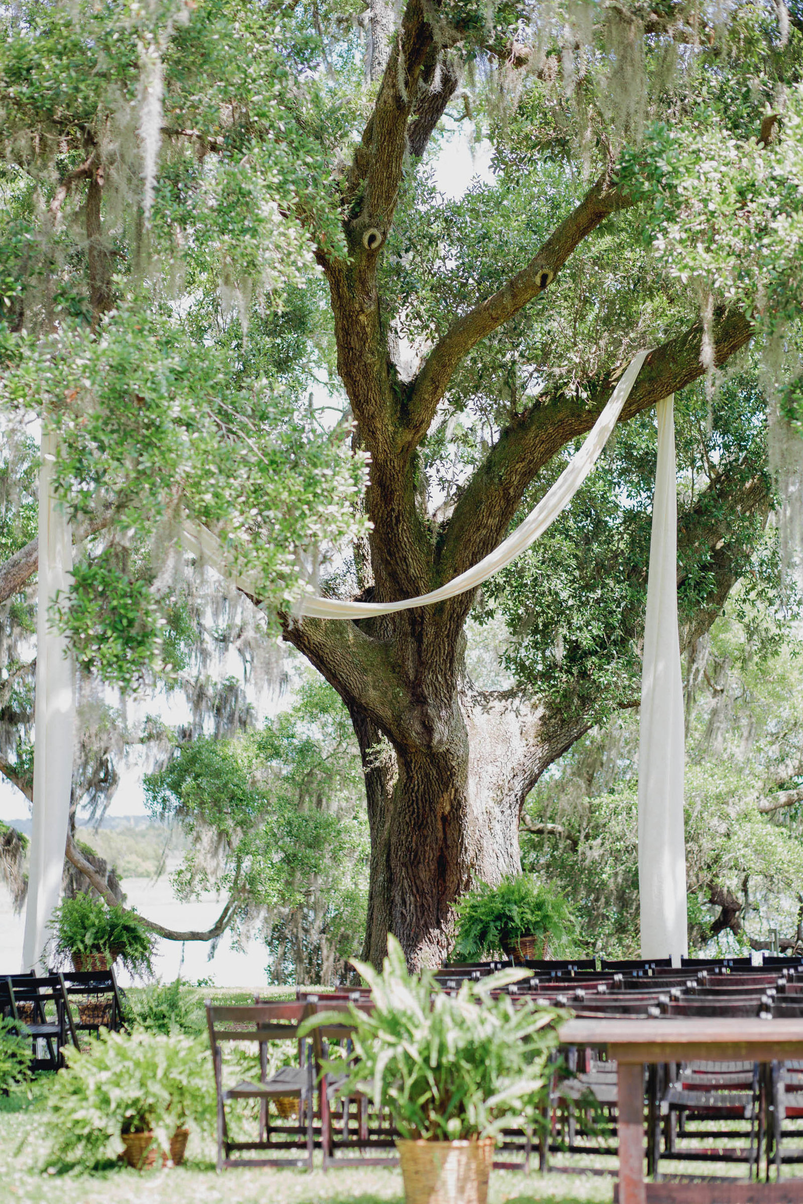 Sashes are draped over oak tree, Old Wide Awake Plantation, Charleston Wedding Photography.