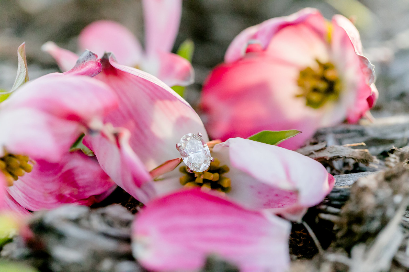 Carley Rehberg Photography - Engagement Photographer - Photo - 18