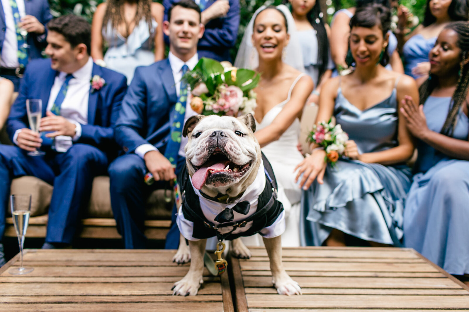 wedding bulldog in suit