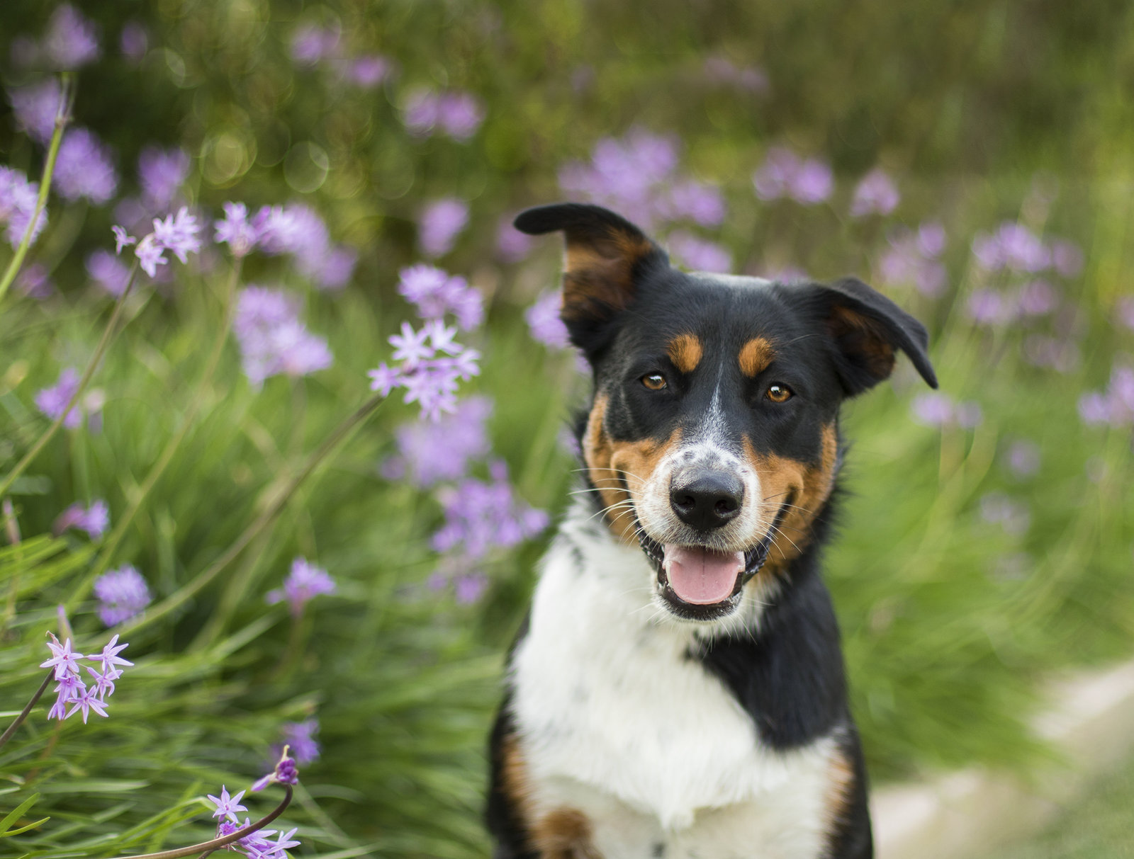 Beautiful dog photography in San Diego, CA