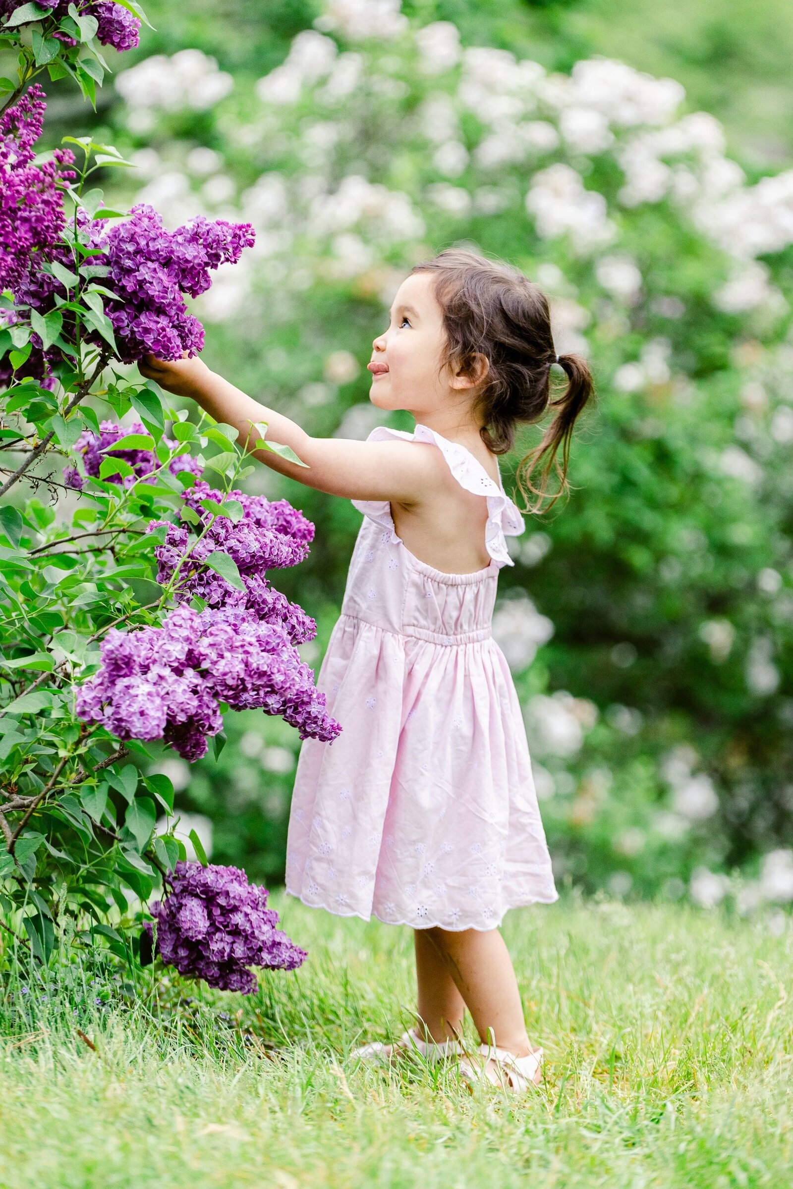 Toddler girl playing with lilacs
