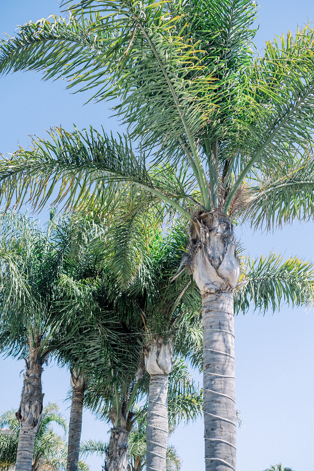 Luxury Beach Wedding at Dolphin Bay Resort, Pismo Beach