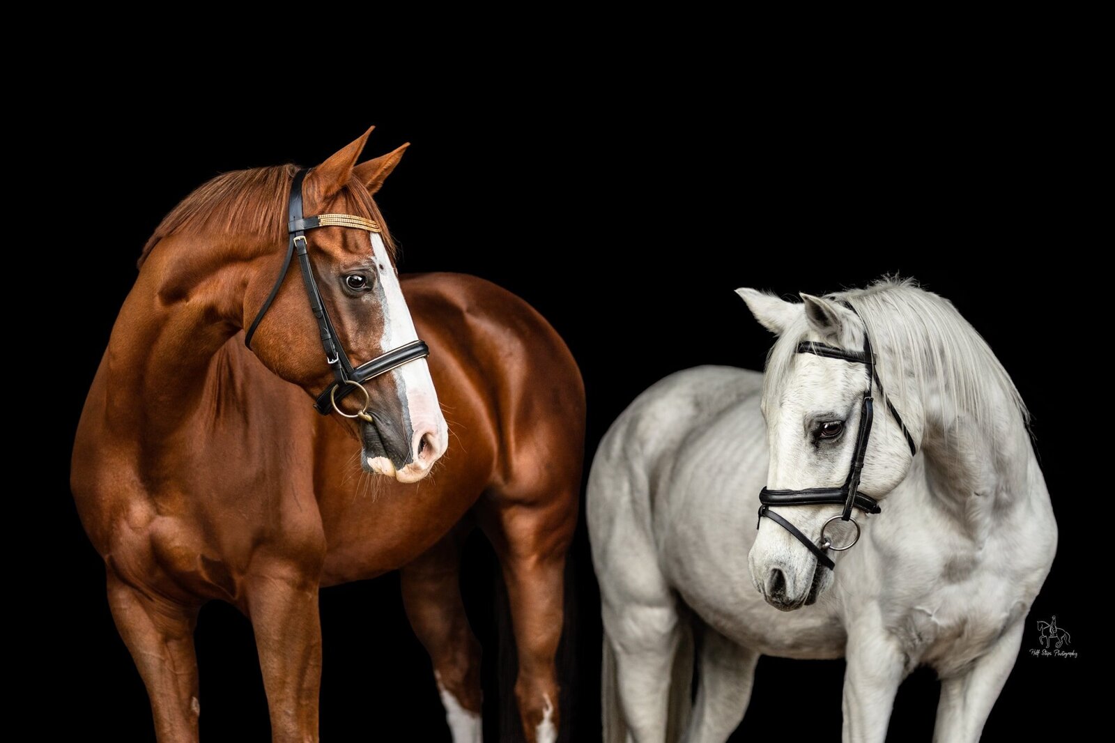 (21) Two horses, one senior horse against black background 