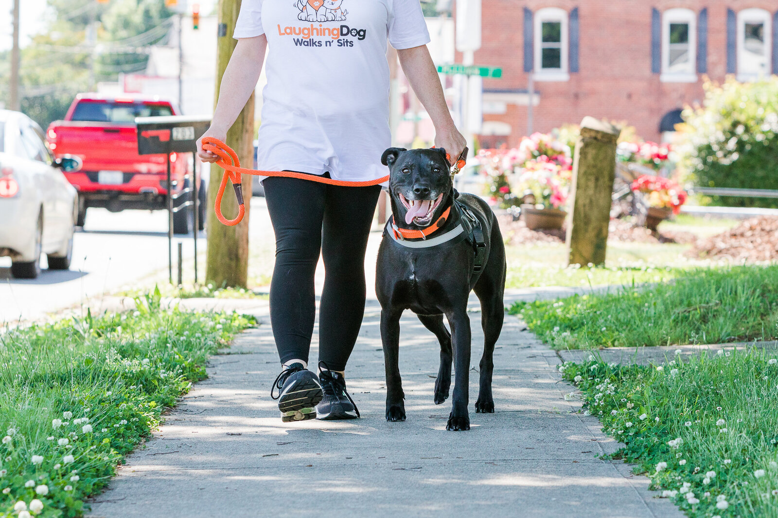 Laughing Dog Walks and Sits Walking Dog on Sidewalk Busy Street King North Carolina