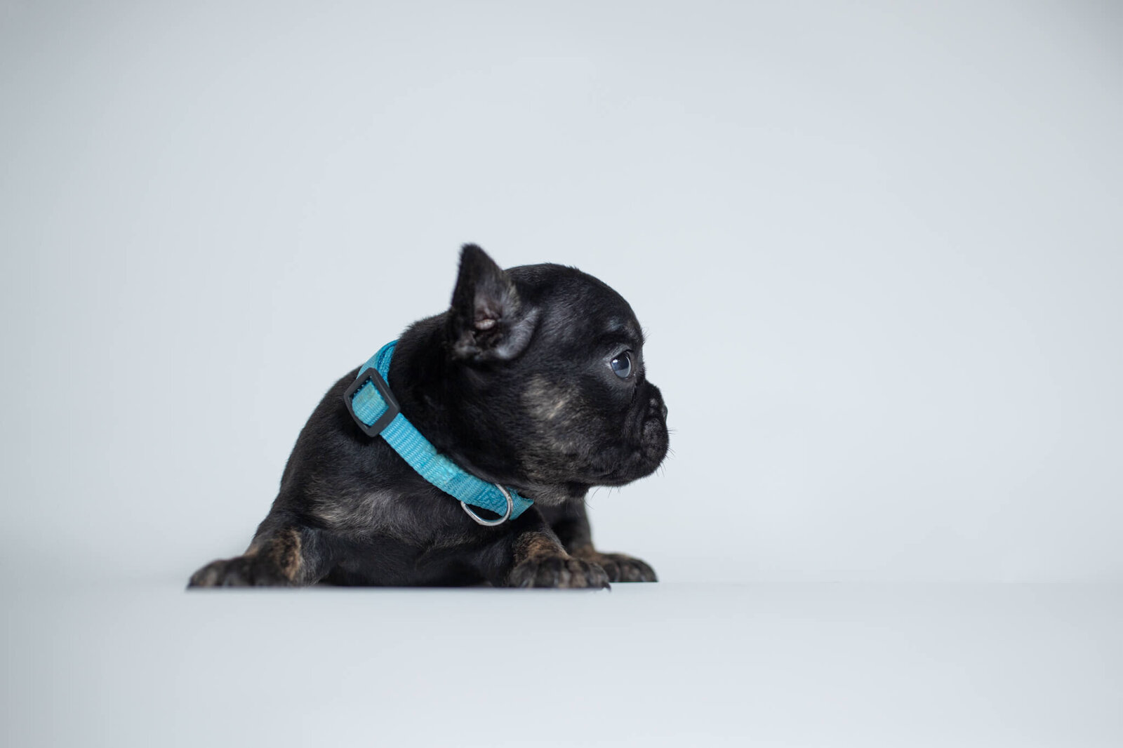 French Bulldog from a breeder litter wearing a blue collar looking right