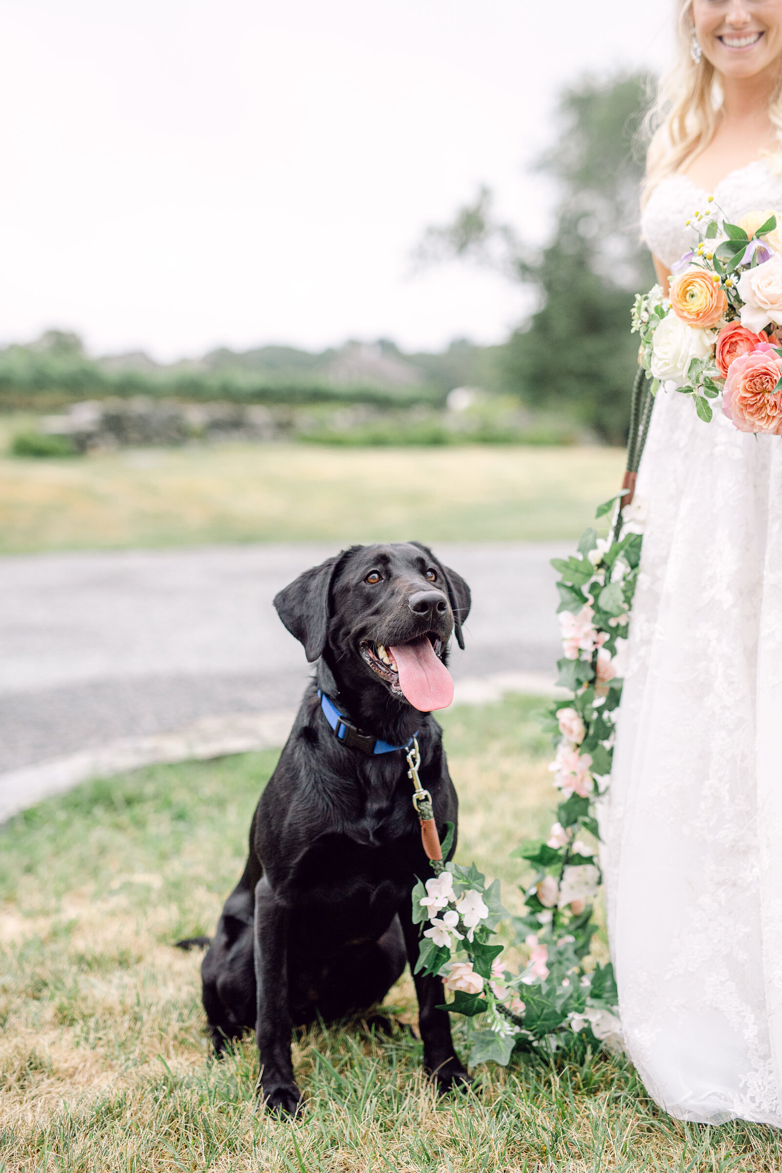 wedding_dog_2