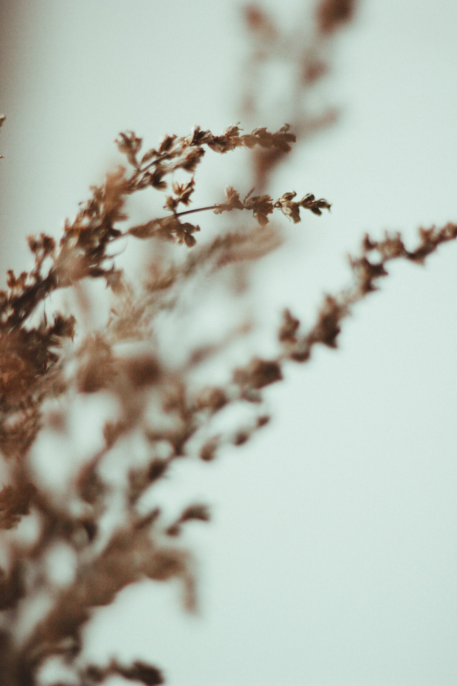 Muted photo of flower branches.