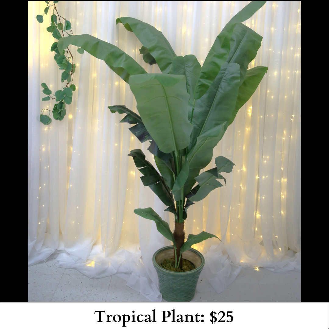 Tropical Plant-621