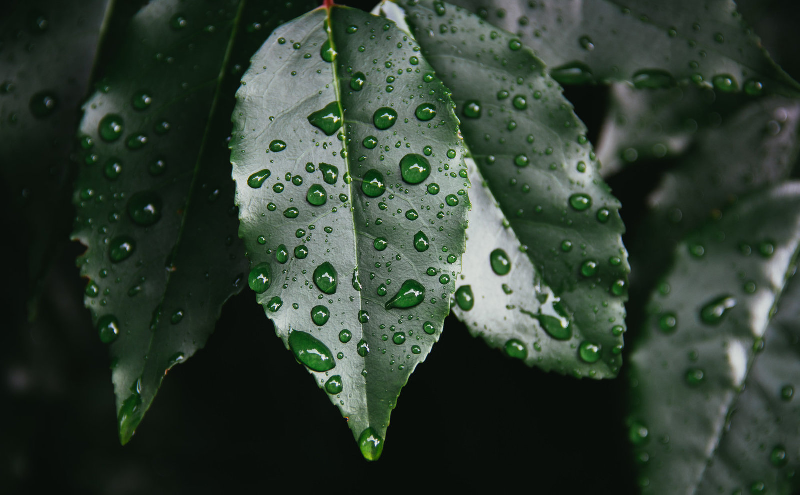 leaf droplet