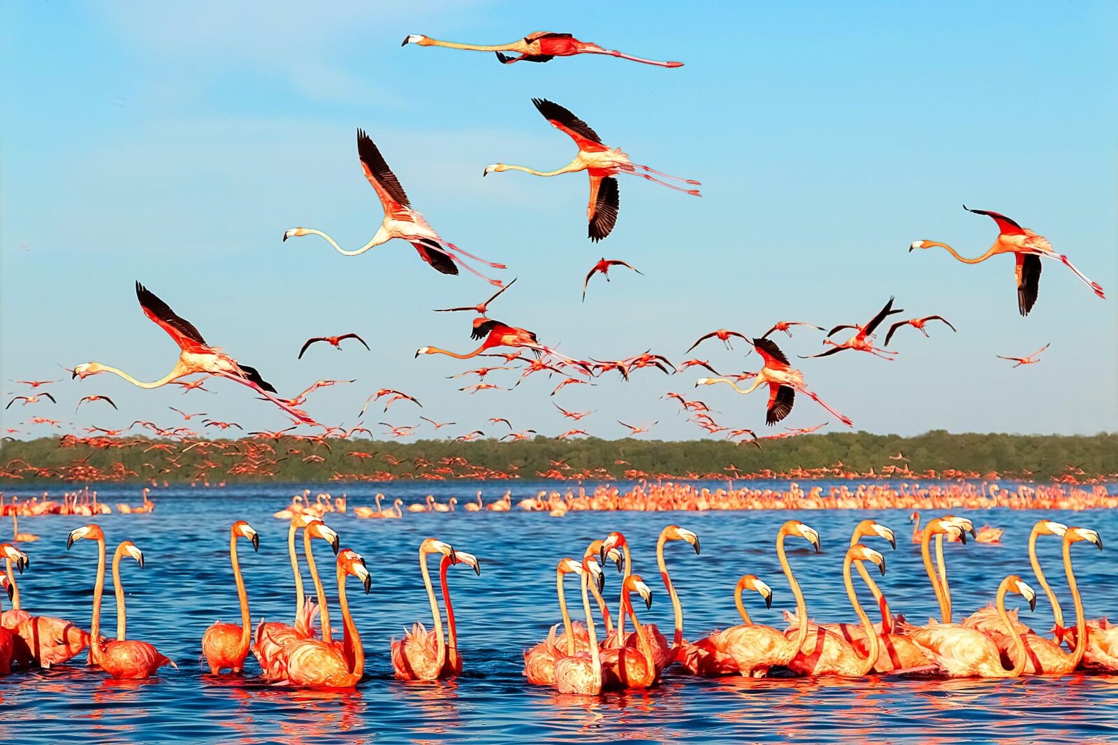 celestun flamingos-smaller