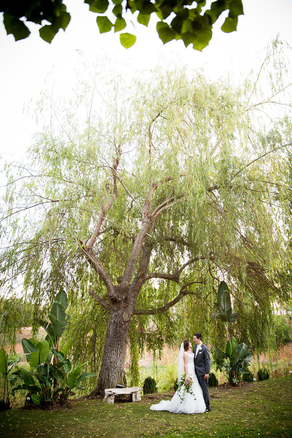 weeping willow tree with bride and groom