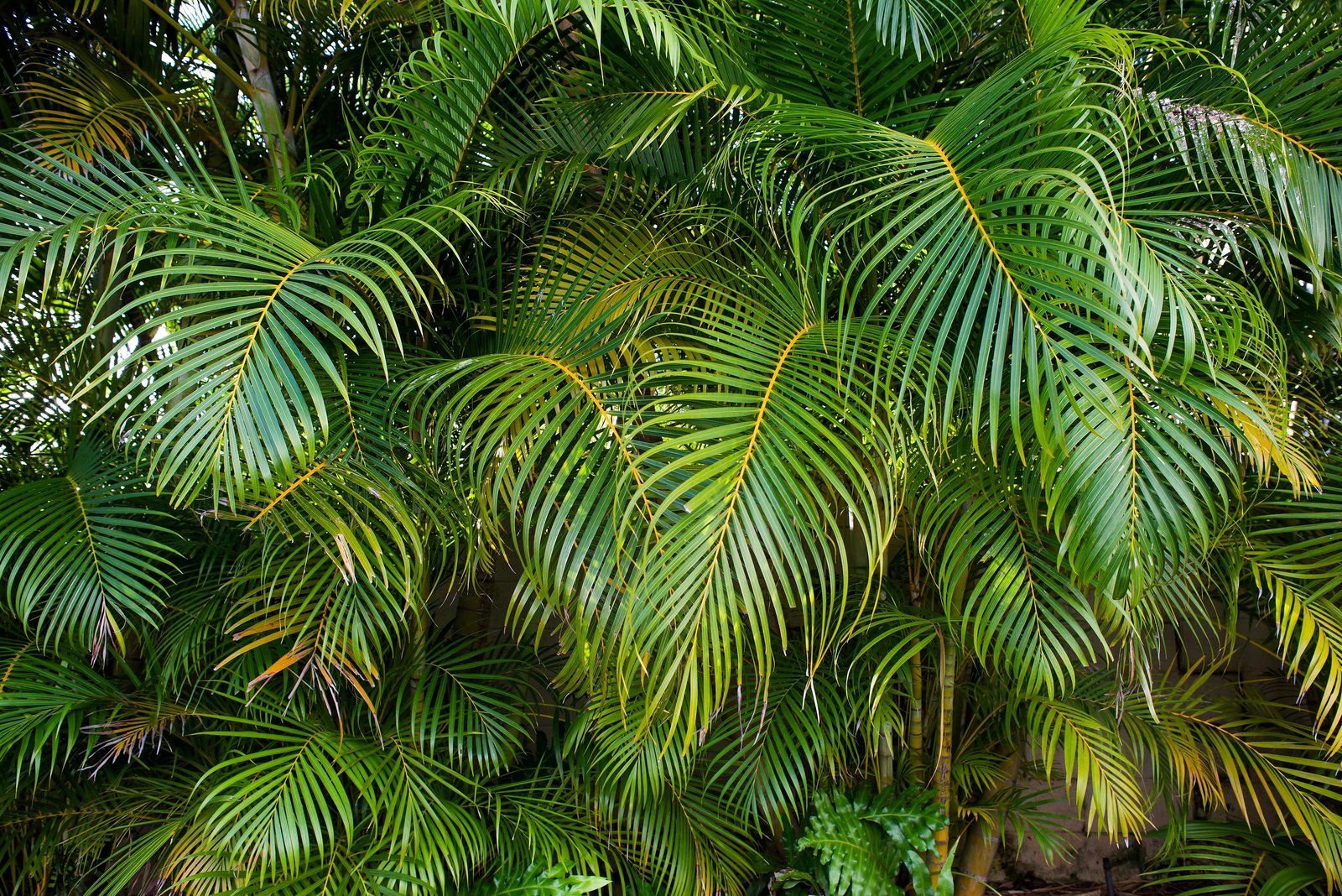 Tropical green leaves in Hawaii