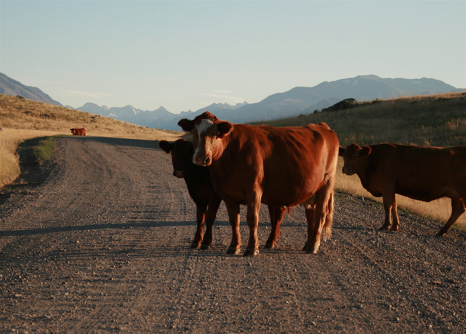 openrange