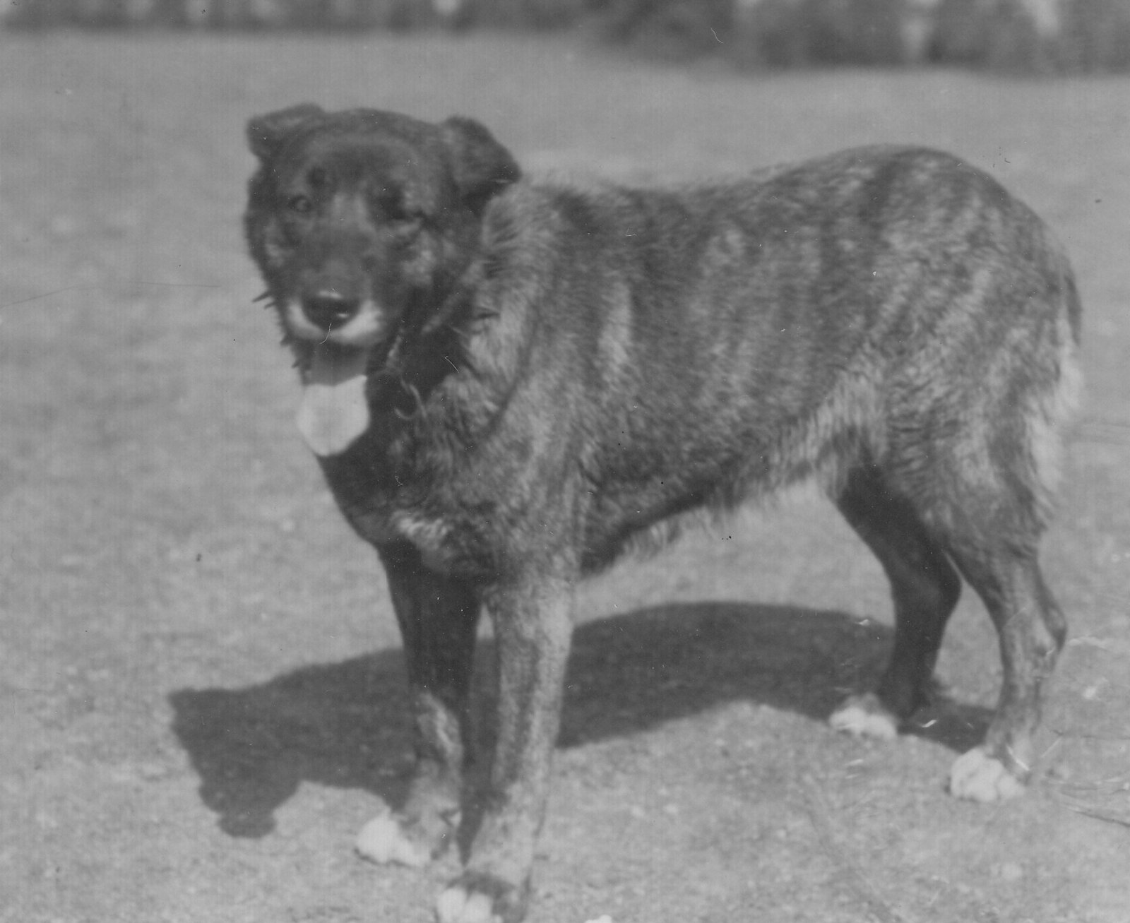 Short Haired Estrela Mountain Dog Male Fraga year 1930 from the Canil de Penhas Douradas