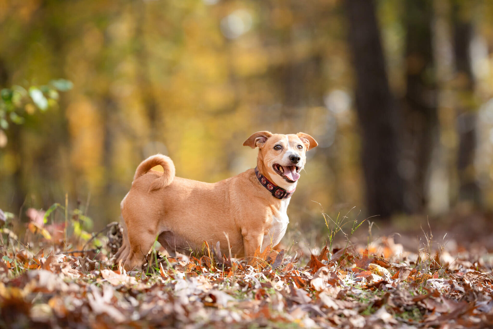 Happy Tan and white mixed breed rescue pup