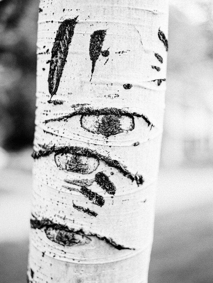 black and white aspen tree photo