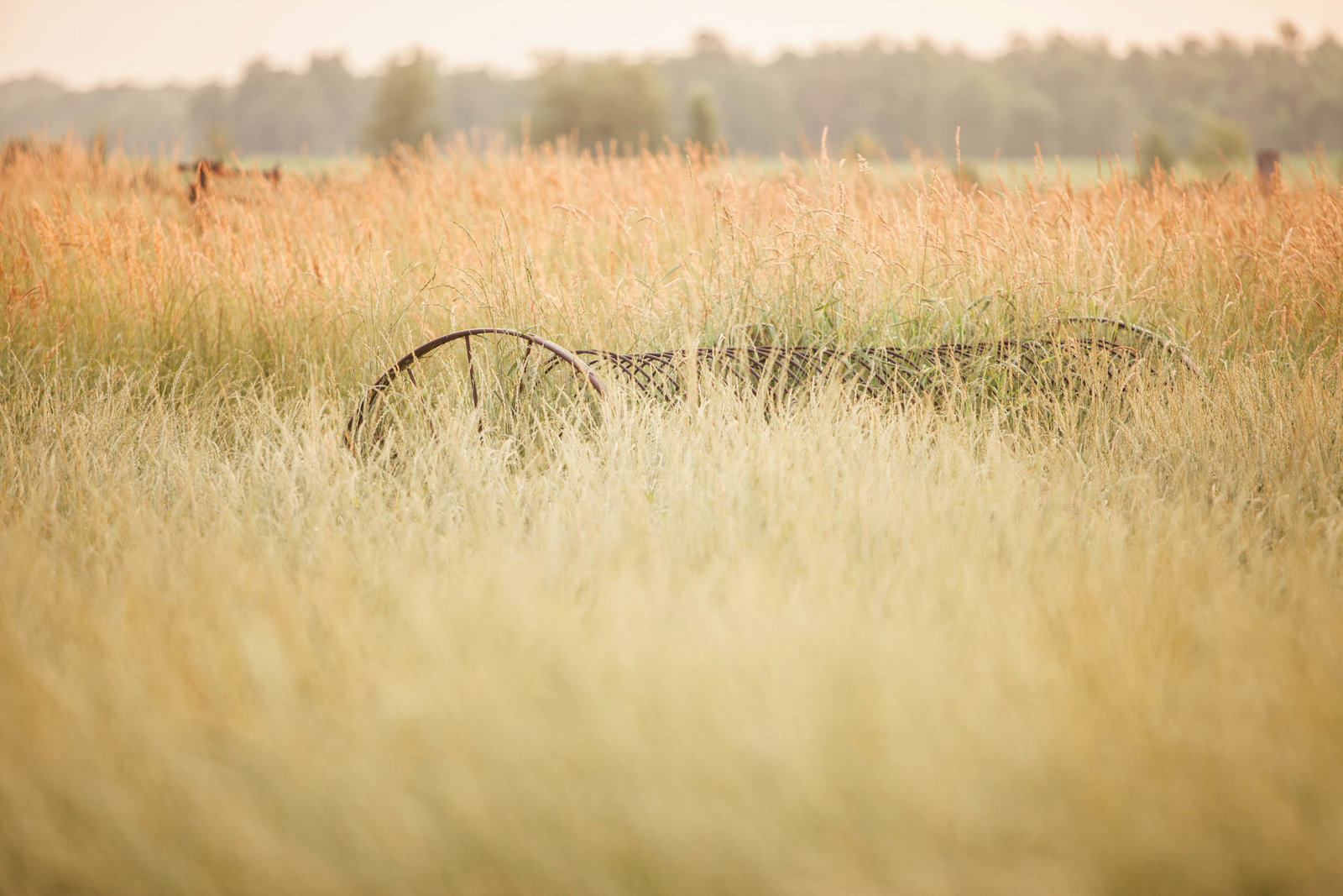 grass-sunrise-wisconsin-farm-country-nature-kate-timbers-photography-2236