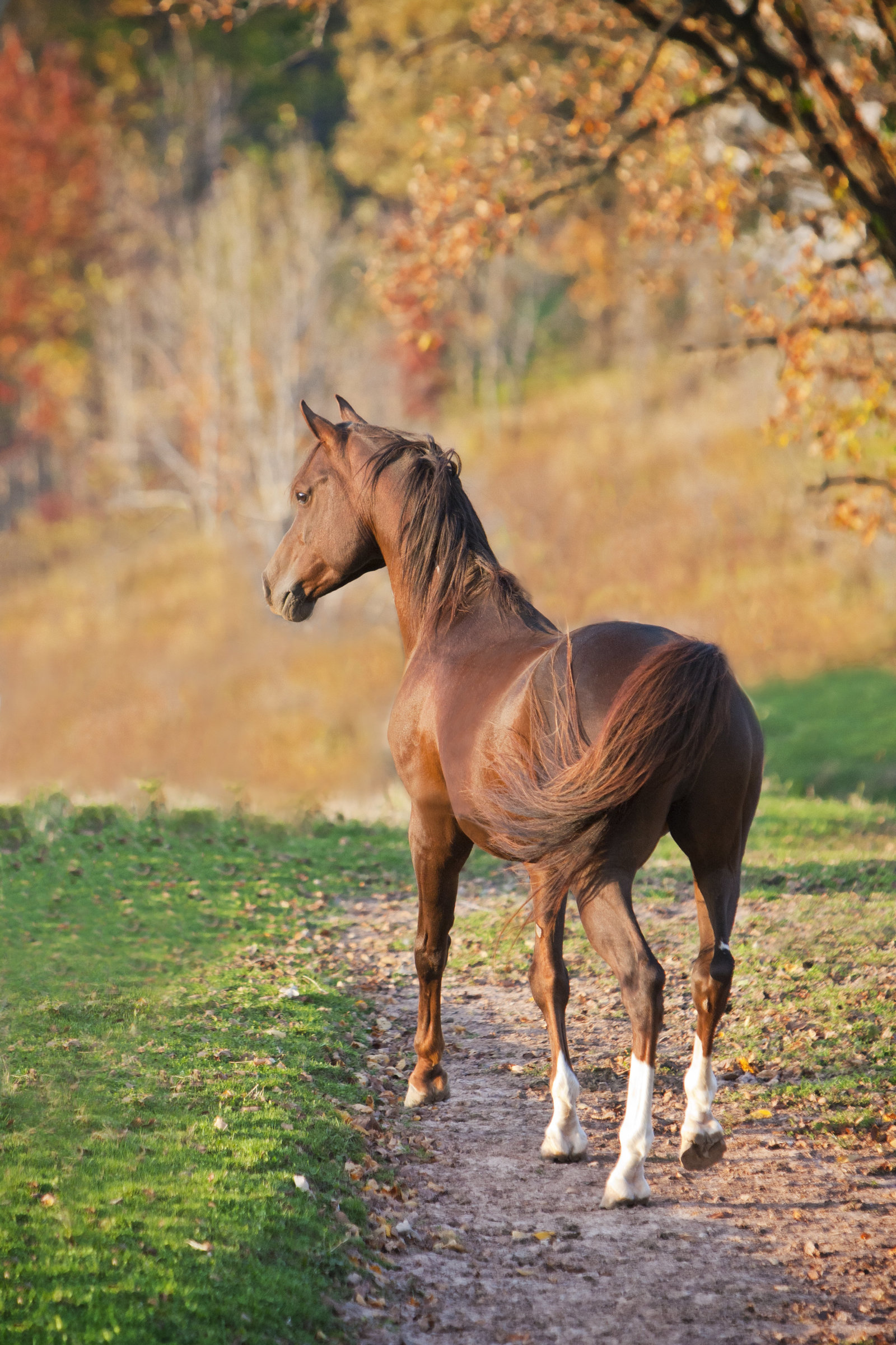 professional horse photographer