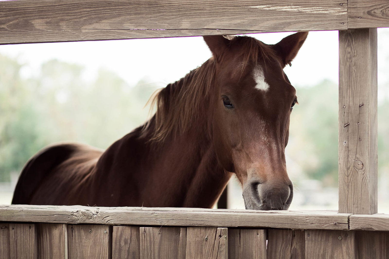 Horse stands in stable, Boals Farm, Charleston, South Carolina