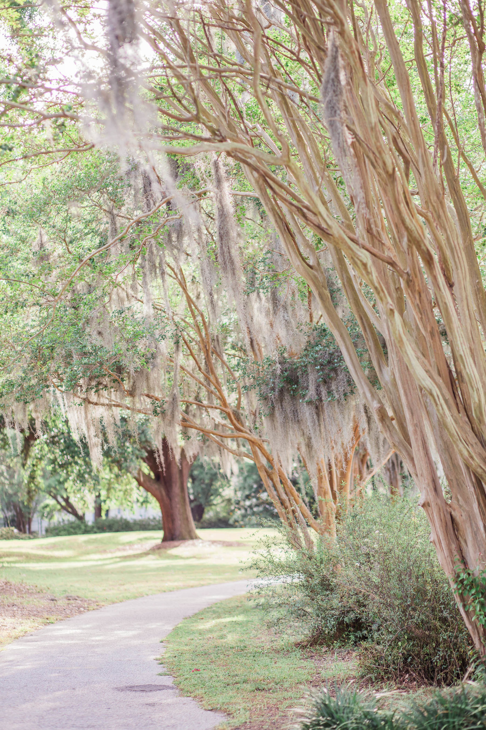 Spanish moss hangs from tree, Hampton Park, Charleston, South Carolina