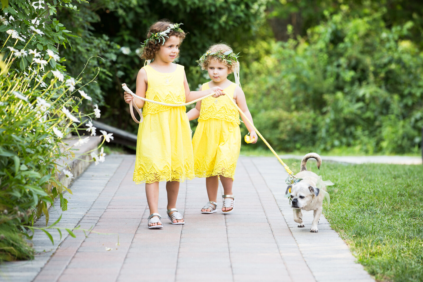 two flower girls in yellow walk dog down the aisle at willowdale