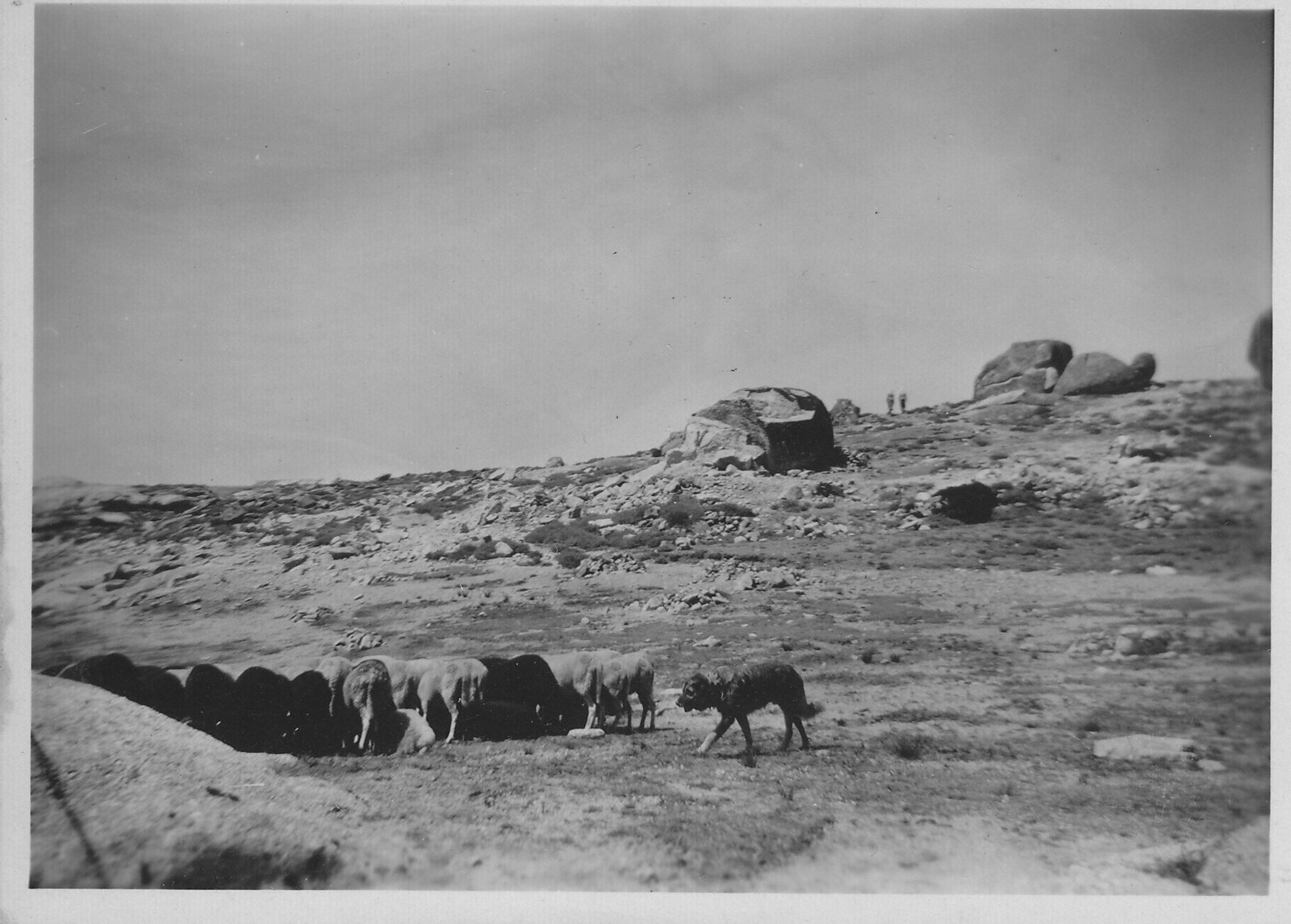 Serra da Estrela herd dog with sheep in 1949