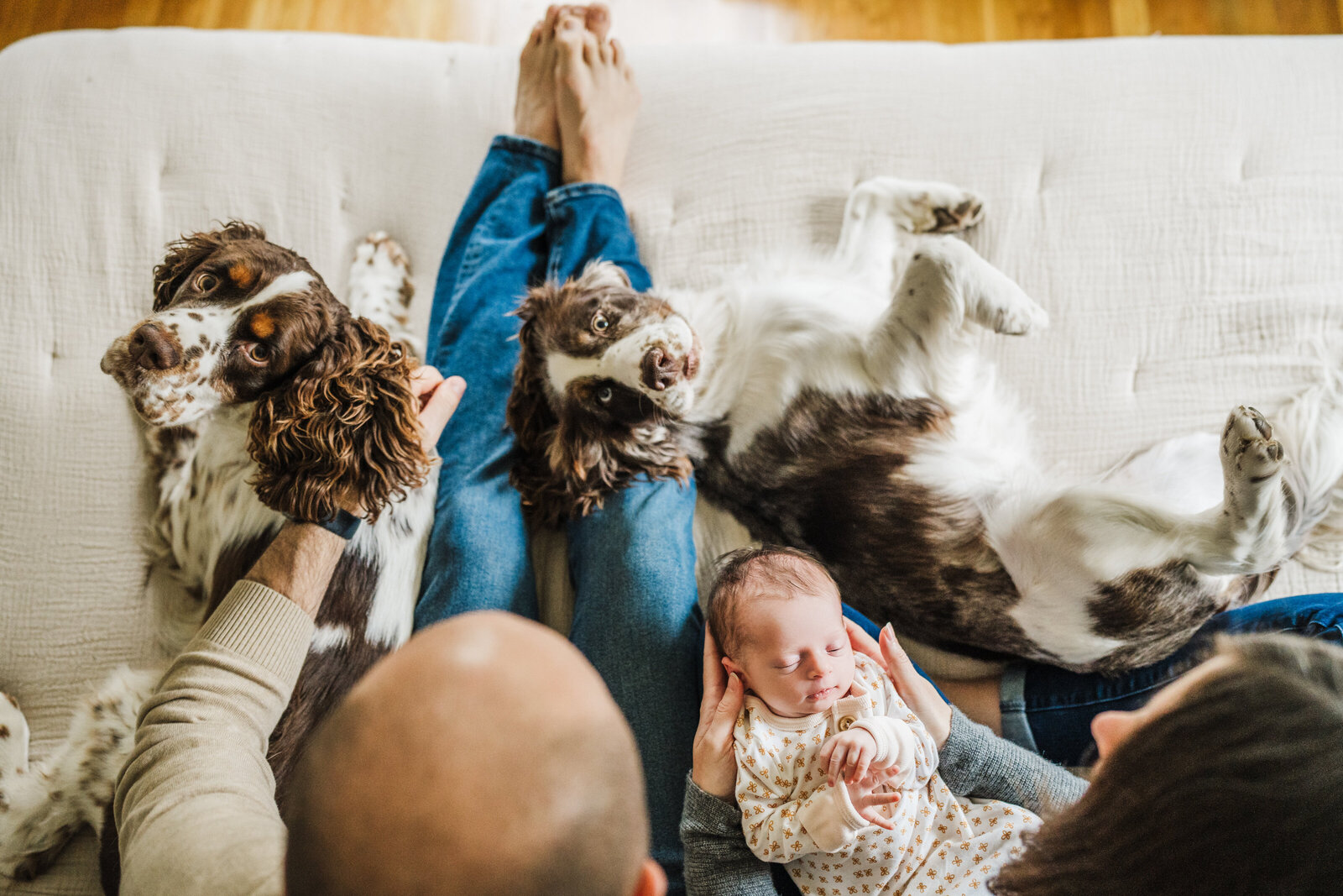 overhead photo of parents with newborn and springer spaniels
