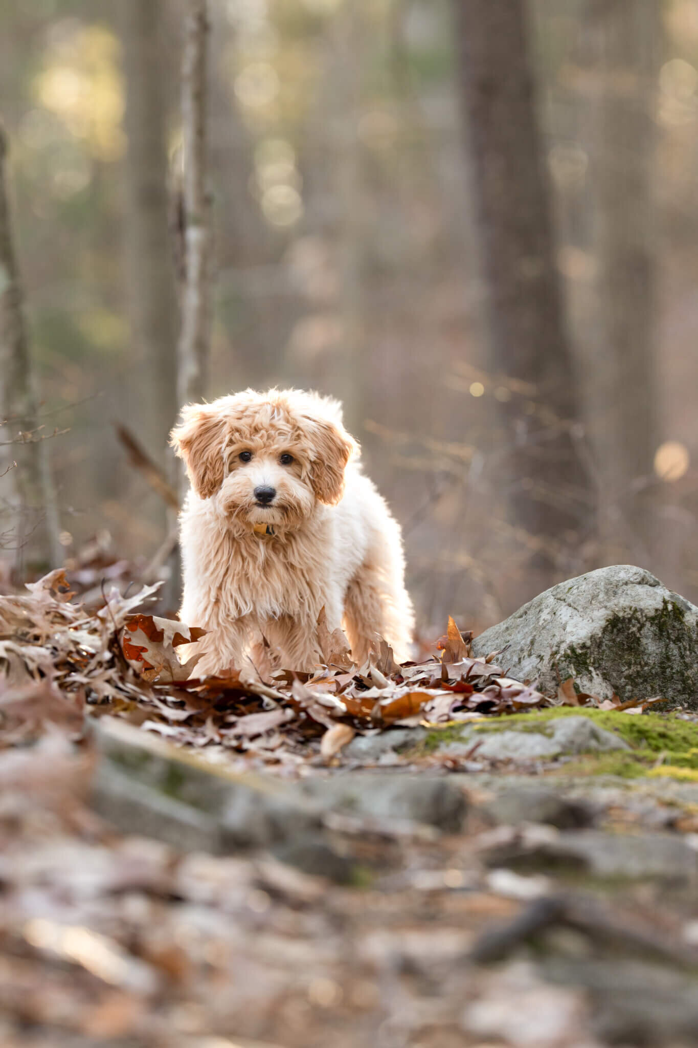 Golden Doodle puppy in Boston area forest