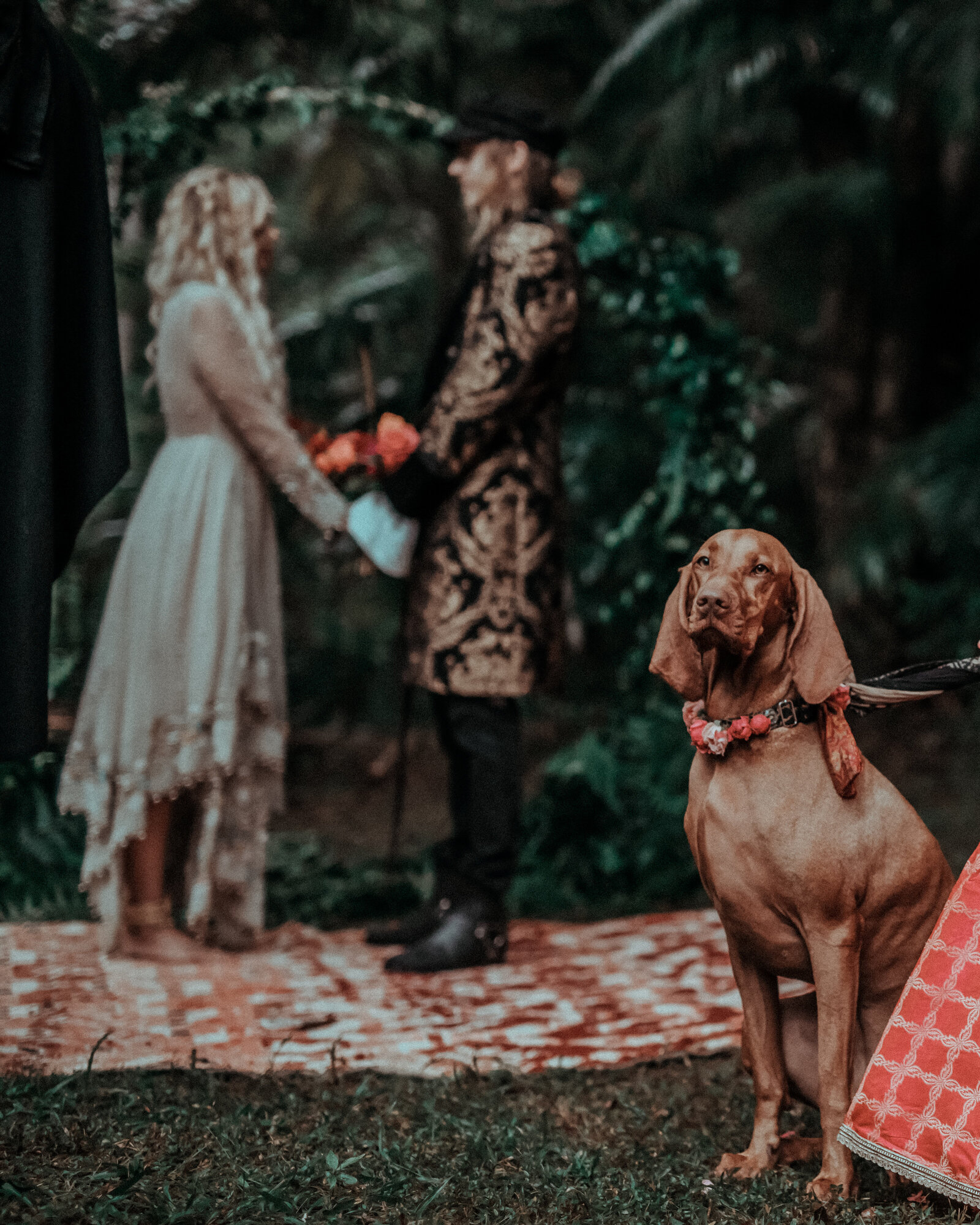 Sharp image of dog at wedding, bride and groom blurred behind