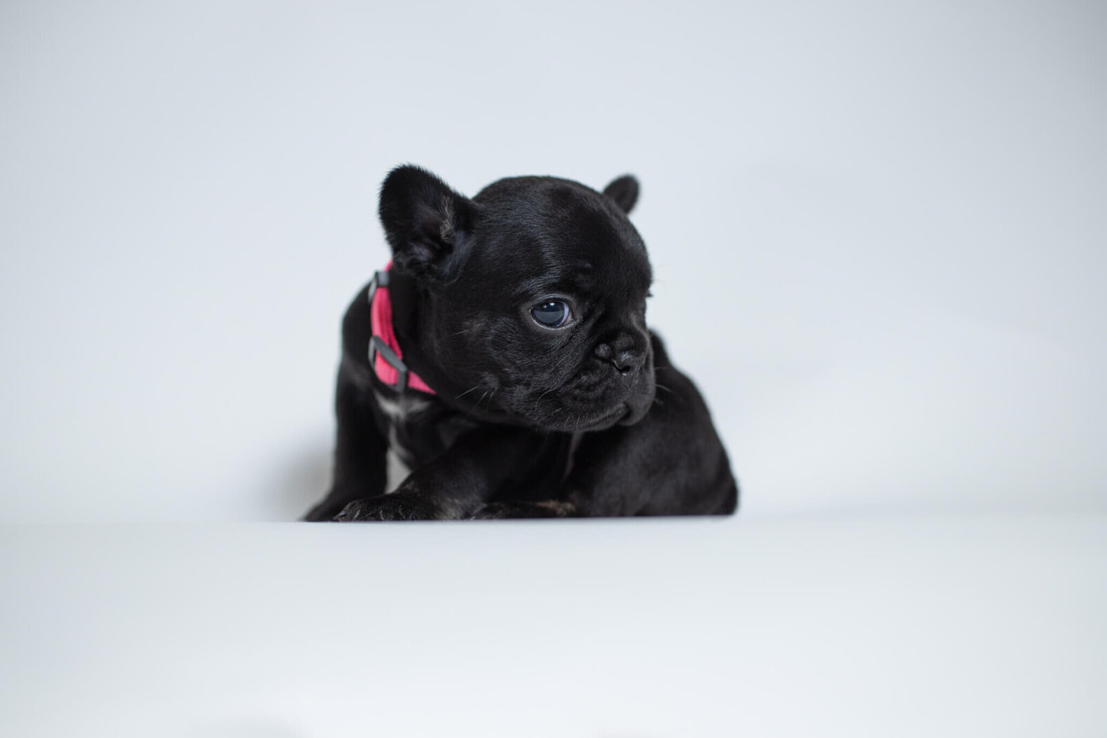red collar French Bulldog posing for pet photographer