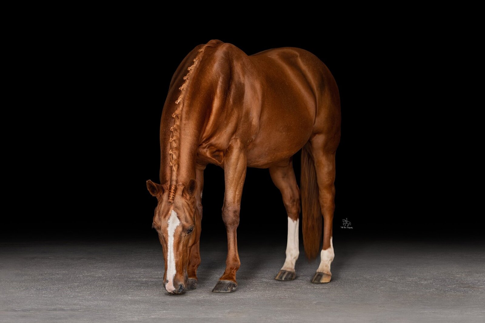 (3) Sydney plaited horse photoshoot