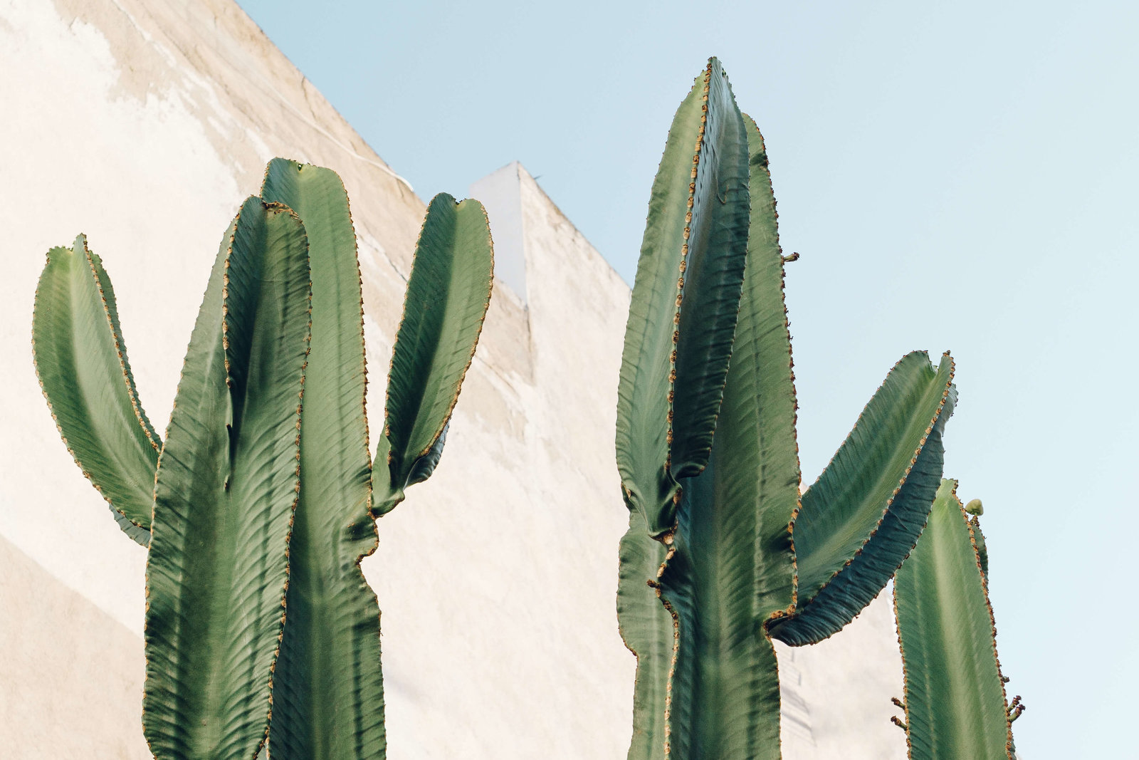 pixasquare.com-cactus-plants-04469