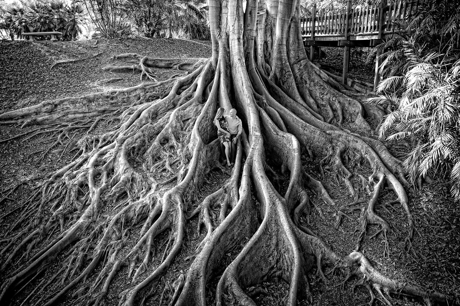 Balboa Park engagement photos black and white root tree