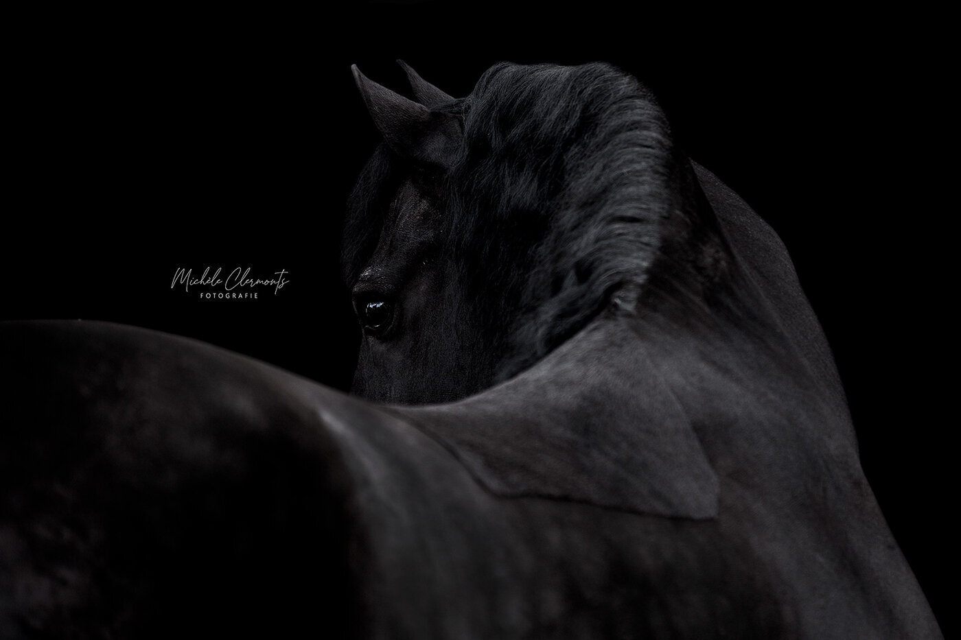 DSC_1289-paardenfotografie-michèle clermonts fotografie-low