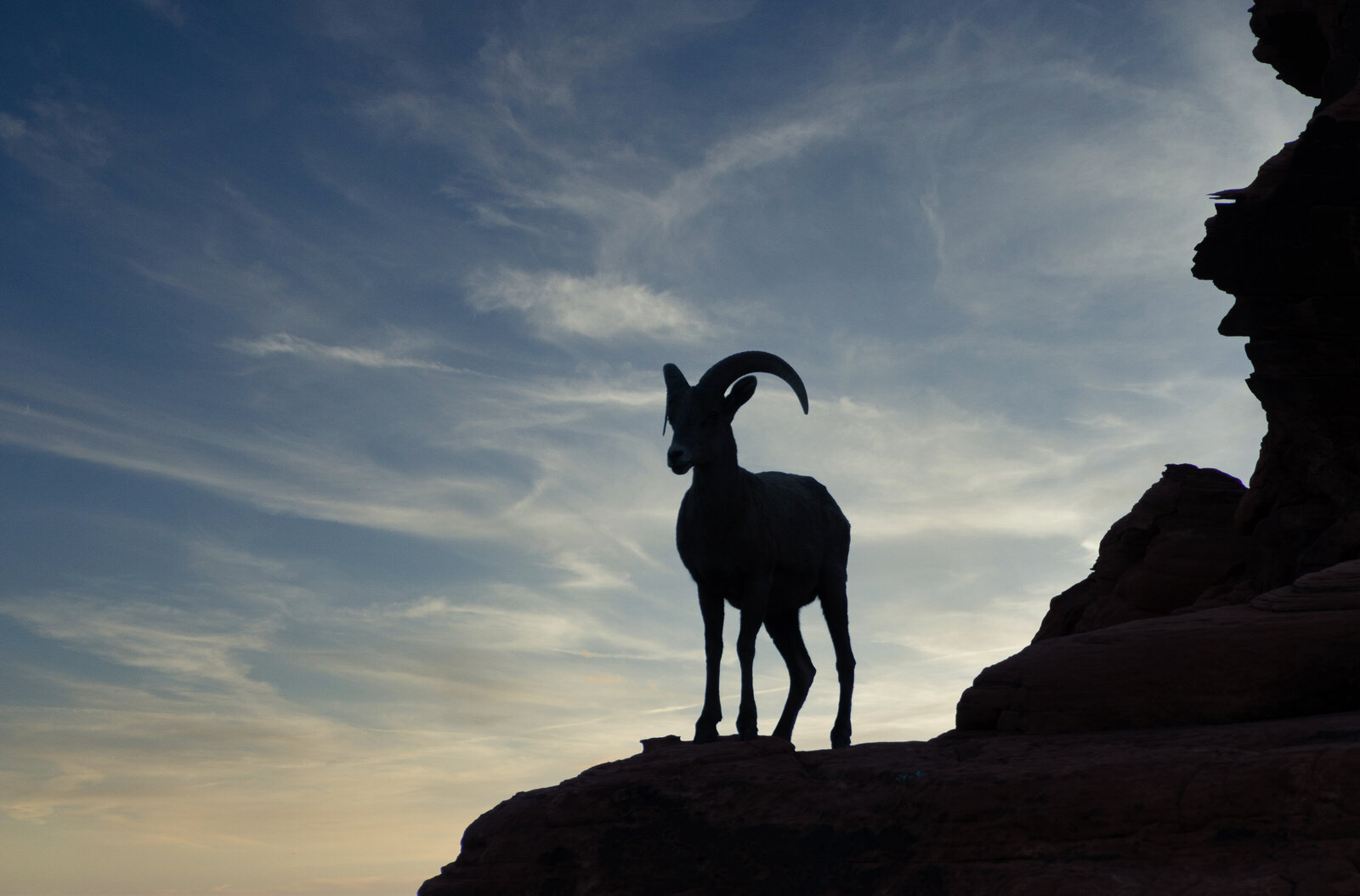 silhouette of desert bighorn sheep in NV